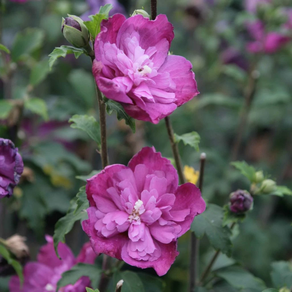 Hibiscus Syriacus Purple Ruffles - Althea Double Pourpre 3 Hibiscus Syriacus Purple Ruffles - Althea Double Pourpre