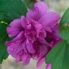 Hibiscus Syriacus Freedom - Althéa -Promesse de fleurs Boutique hibiscus syriacus freedom 9545 1 1