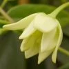 Holboellia Latifolia -Promesse de fleurs Boutique holboellia latofolia 771571 1