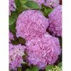 Hortensia - Hydrangea Macrophylla Big Data Pink -Promesse de fleurs Boutique hortensia big data pink 23226