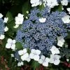 Hortensia - Hydrangea Serrata Blue Bird 1 Hortensia - Hydrangea Serrata Blue Bird -Promesse de fleurs Boutique hortensia blue bird 67818 1 1