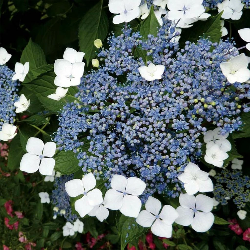 Hortensia - Hydrangea Serrata Blue Bird 3 Hortensia - Hydrangea Serrata Blue Bird