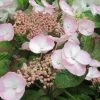 Hortensia - Hydrangea Macrophylla Dolce Gipsy -Promesse de fleurs Boutique hortensia dolce gipsy 67874 1