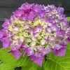 Hortensia - Hydrangea Macrophylla Flair & Flavours' Sweet Cupcake -Promesse de fleurs Boutique hortensia flair flavours sweet cupcake23238