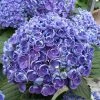 Hortensia - Hydrangea Macrophylla Hovaria Hopcorn -Promesse de fleurs Boutique hortensia hovaria hopcorn 67820 1