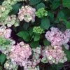 Hortensia - Hydrangea Serrata Precioza -Promesse de fleurs Boutique hortensia serrata precioza 67847 1