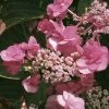 Hortensia - Hydrangea Serrata Santiago -Promesse de fleurs Boutique hortensia serrata santiago 67871 1