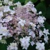 Hortensia - Hydrangea Involucrata Yoraku Tama -Promesse de fleurs Boutique hortensia yoraku tama 67878 1