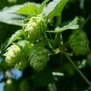 Houblon Vert - Humulus Lupulus Magnum 2 Houblon Vert - Humulus Lupulus Magnum -Promesse de fleurs Boutique humulus lupulus magnum 66835 2 1