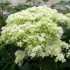 Hortensia Arborescens Hayes Starbust -Promesse de fleurs Boutique hydrangea arborescens hayes starbust 671348 1