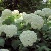 Hortensia Arborescens Strong Annabelle ( Incrediball ) -Promesse de fleurs Boutique hydrangea arborescens incrediball 7861 1 1