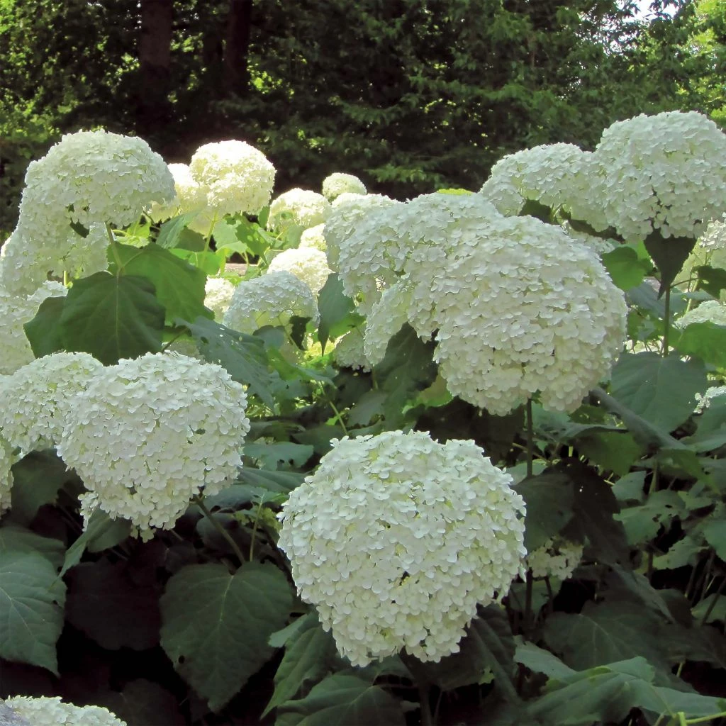 Hortensia Arborescens Strong Annabelle ( Incrediball ) 3 Hortensia Arborescens Strong Annabelle ( Incrediball )