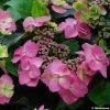 Hortensia - Hydrangea Serrata Cotton Candy -Promesse de fleurs Boutique hydrangea cotton candy 80438 1