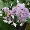 Hortensia - Hydrangea Involucrata Late Love -Promesse de fleurs Boutique hydrangea involucrata late love 85457 1