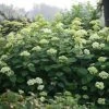 Hortensia Arborescens Lime Rickey -Promesse de fleurs Boutique hydrangea lime rickey 85451 1