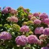 Hortensia - Hydrangea Macrophylla Bouquet Rose -Promesse de fleurs Boutique hydrangea macrophylla bouquet rose 85622 1