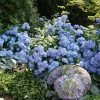 Hortensia - Hydrangea Macrophylla Generale Vicomtesse De Vibraye -Promesse de fleurs Boutique hydrangea macrophylla generale vicomtesse de vibraye 67857 1