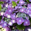 Hortensia - Hydrangea Macrophylla Kardinal Violet -Promesse de fleurs Boutique hydrangea macrophylla kardinal violet 83185 1