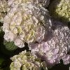 Hortensia - Hydrangea Macrophylla Kazan 2 Hortensia - Hydrangea Macrophylla Kazan -Promesse de fleurs Boutique hydrangea macrophylla kazan 86040 1