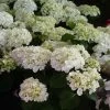 Hortensia - Hydrangea Macrophylla Mme Emile Mouillère -Promesse de fleurs Boutique hydrangea macrophylla mme emile mouillere 67798 1