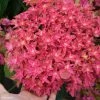 Hortensia - Hydrangea Macrophylla Princess Diana -Promesse de fleurs Boutique hydrangea macrophylla princess diana 85714 1 1