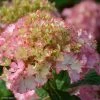 Hortensia - Hydrangea Macrophylla So Long Sunny 1 Hortensia - Hydrangea Macrophylla So Long Sunny -Promesse de fleurs Boutique hydrangea macrophylla so long sunny 85613 1