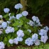 Hortensia - Hydrangea Macrophylla So Long® Ebony -Promesse de fleurs Boutique hydrangea macrophylla so long ebony 85809 1