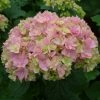 Hortensia - Hydrangea Macrophylla You And Me Together -Promesse de fleurs Boutique hydrangea macrophylla you and me together 67859 1