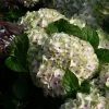 Hortensia - Hydrangea Macrophylla Magical Summer Green -Promesse de fleurs Boutique hydrangea magical summer green 78222 1