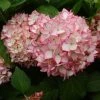 Hortensia - Hydrangea Macrophylla Mirai -Promesse de fleurs Boutique hydrangea mirai 7909 1