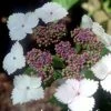 Hortensia - Hydrangea Serrata Nadesiko -Promesse de fleurs Boutique hydrangea nadeshiko 671426 1