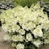 Hydrangea Paniculata Bobo - Hortensia Paniculé Nain