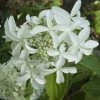 Hydrangea Paniculata Great Star Le Vasterival - Hortensia Paniculé -Promesse de fleurs Boutique hydrangea paniculata great star le vasterival cov 678292 1