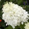 Hydrangea Paniculata Phantom - Hortensia Paniculé -Promesse de fleurs Boutique hydrangea paniculata phantom 748512 1