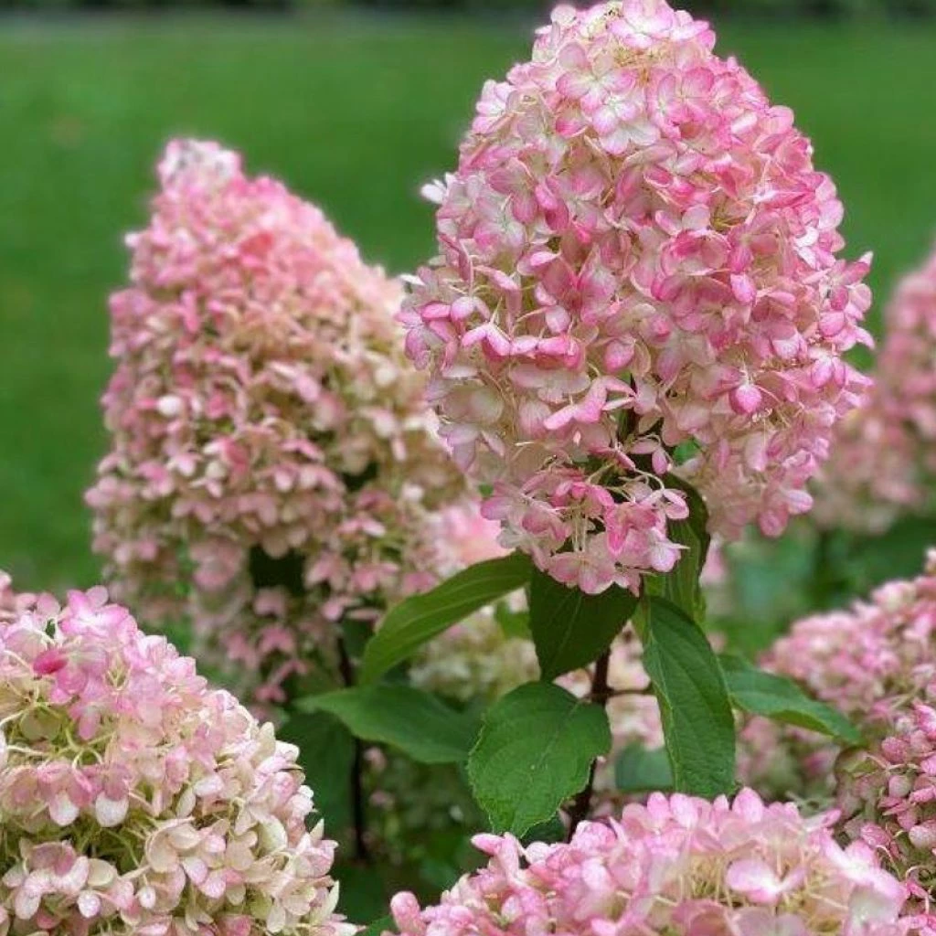 Hydrangea Paniculata Pinkachu - Hortensia Paniculé 3 Hydrangea Paniculata Pinkachu - Hortensia Paniculé