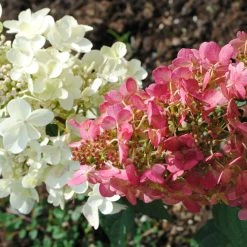 Hydrangea Paniculata Pinky Winky - Hortensia Paniculé