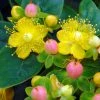 Hypericum Inodorum Magical Beauty - Millepertuis -Promesse de fleurs Boutique hypericum inodorum magical beauty 7897 5