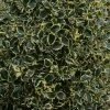 Houx Panaché - Ilex Aquifolium Argenteomarginata 2 Houx Panaché - Ilex Aquifolium Argenteomarginata -Promesse de fleurs Boutique ilex aquifolium argenteomarginata 781647 1