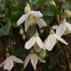 Clématite - Clematis Cirrhosa Jingle Bells 1 Clématite - Clematis Cirrhosa Jingle Bells -Promesse de fleurs Boutique ilex aquifolium silver queen 87278 1