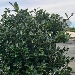 Houx Crénelé - Ilex Crenata Green Lustre