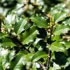 Houx Américain - Ilex Meserveae Heckenstar -Promesse de fleurs Boutique ilex meserveae heckenstar copyright 872831 1