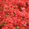 Azalée Japonaise Orange Beauty - Rhododendron Hybride - Pot De 4L/5L -Promesse de fleurs Boutique image 6406