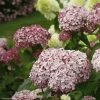 Hortensia Arborescens Sweet Annabelle -Promesse de fleurs Boutique invincibelle blush 83729 1