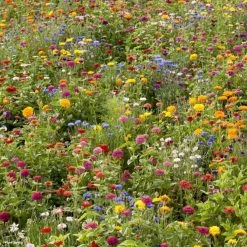 Jachère Campagne En Fleurs Pour 500m² De Jardin