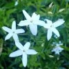 Jasmin Des Açores - Jasminum Azoricum -Promesse de fleurs Boutique jasminum azoricum 83639 5