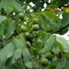 Noyer Commun - Juglans Regia Fernor 1 Noyer Commun - Juglans Regia Fernor -Promesse de fleurs Boutique juglans regia fernor 100368 1