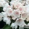 Kalmia Latifolia Zébulon - Laurier Des Montagnes Blanc Nuancé De Rose -Promesse de fleurs Boutique kalmia Zebulon IF 16338 1