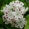 Kalmia Latifolia Freckles - Laurier Des Montagnes Noir Et Blanc 2 Kalmia Latifolia Freckles - Laurier Des Montagnes Noir Et Blanc -Promesse de fleurs Boutique kalmia latifolia freckles 9665 1 2