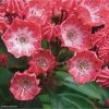 Kalmia Latifolia Pinkobello - Laurier Des Montagnes Rose Vif 1 Kalmia Latifolia Pinkobello - Laurier Des Montagnes Rose Vif -Promesse de fleurs Boutique kalmia latifolia pinkobello 781989 1 1