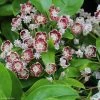 Kalmia Latifolia Tad - Laurier Des Montagnes Blanc Et Chocolat 2 Kalmia Latifolia Tad - Laurier Des Montagnes Blanc Et Chocolat -Promesse de fleurs Boutique kalmia latifolia tad 781990 1 1
